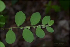Phyllanthus narayanswamii